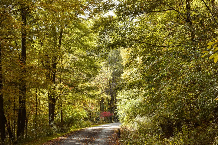 Fall Trees 2
