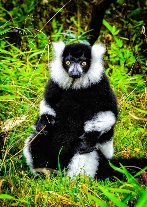 Black and white Lemur Chilling