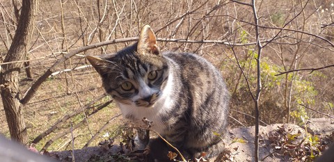 cat