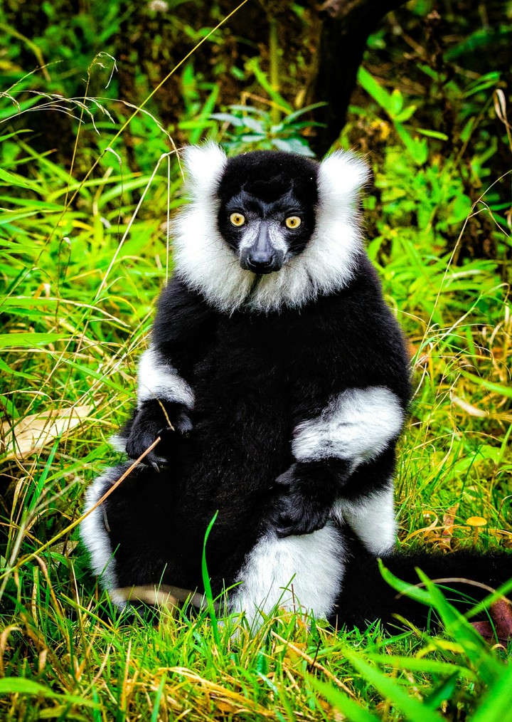 Black and white Lemur Chilling