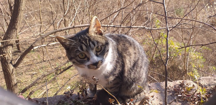 cat