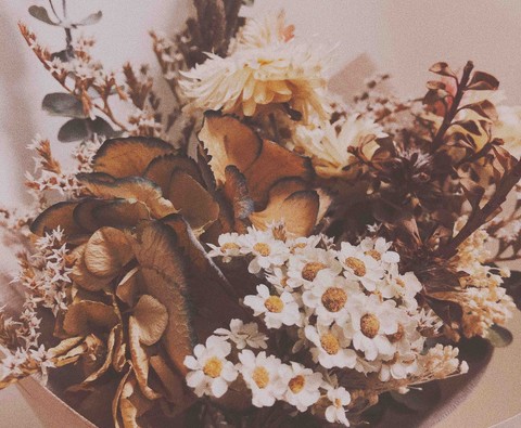 обои petal, chrysanths