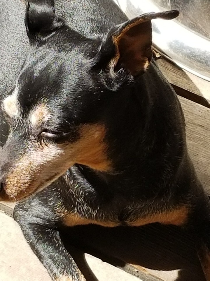 Minpin solarium