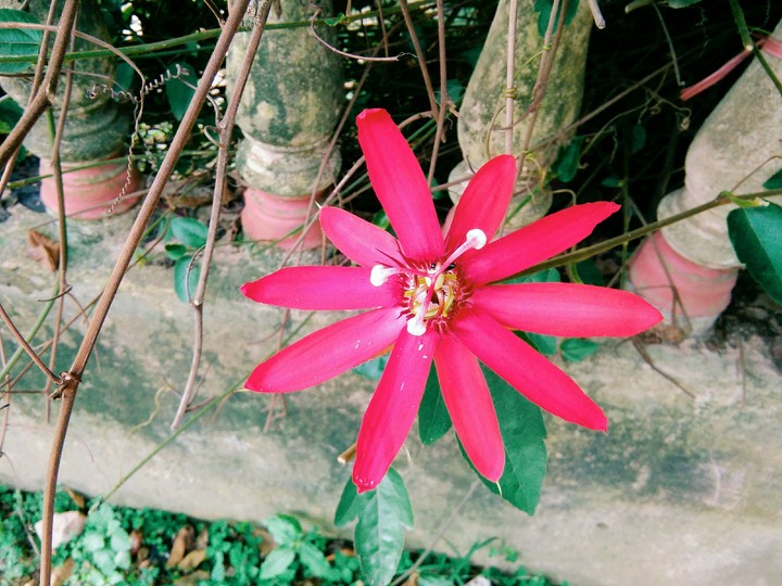 unknown flower