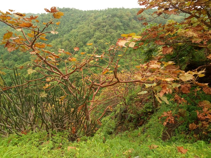 Forest of INDIA