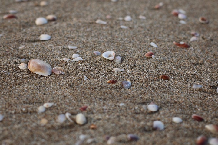 shells on the sand