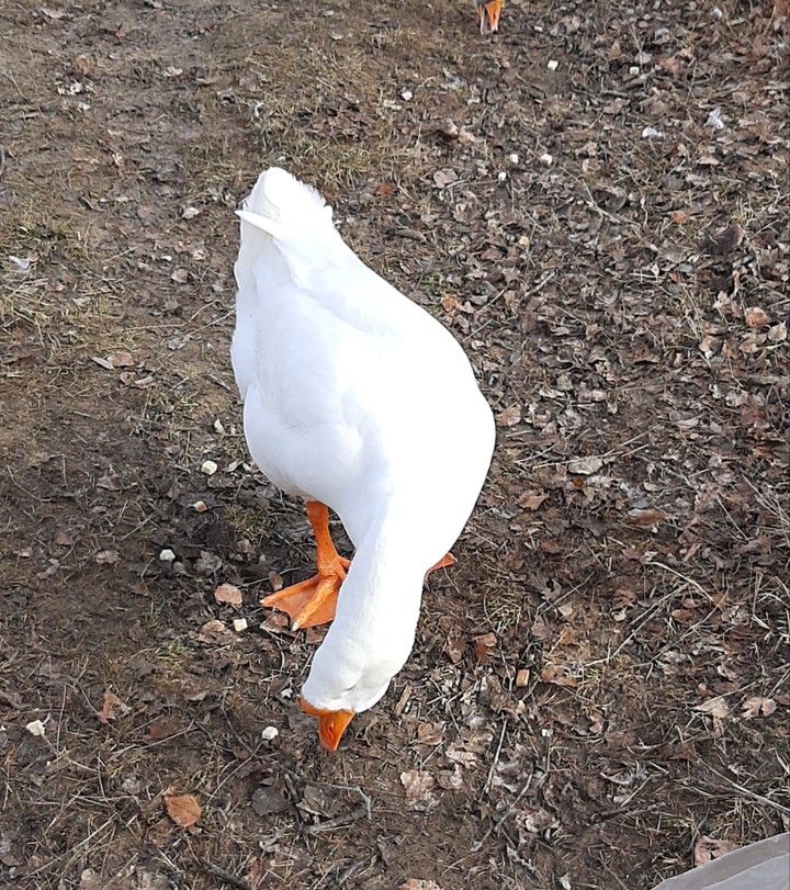 Goose