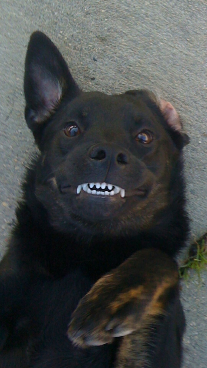 Say Cheese!