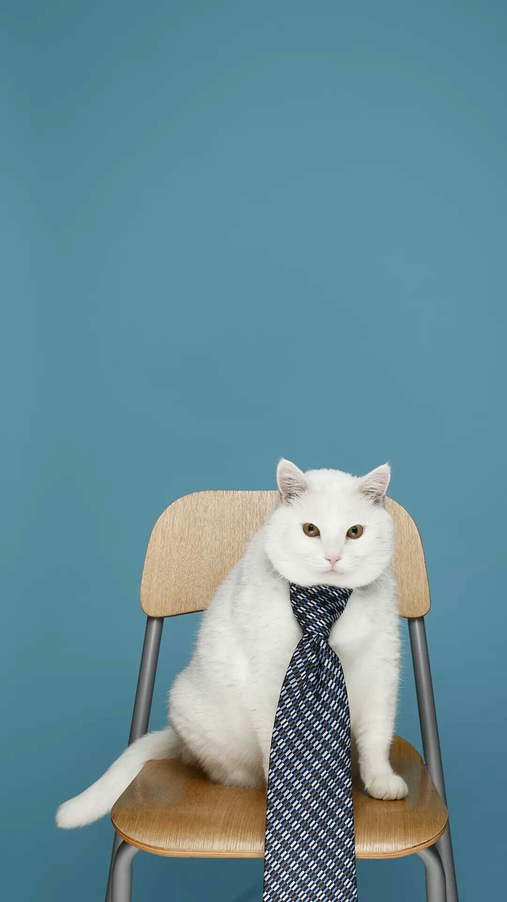 Cute Cat With Tie