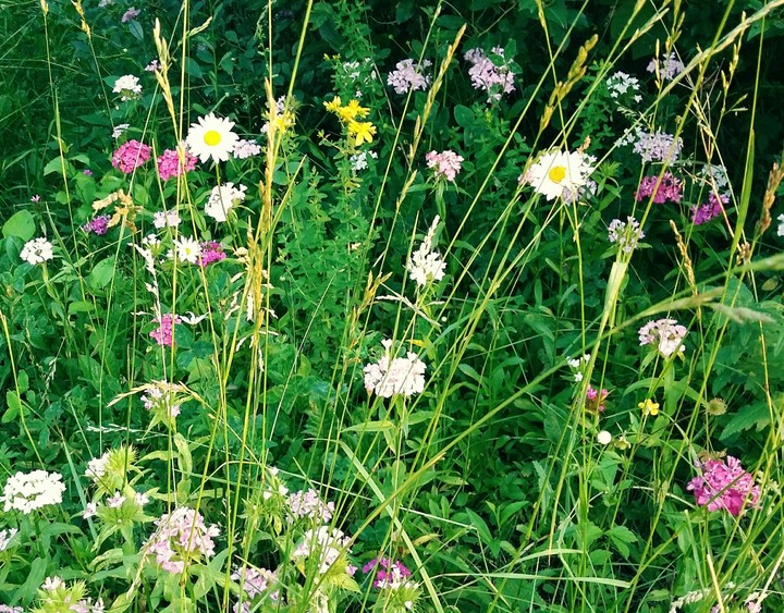 Motleygrass