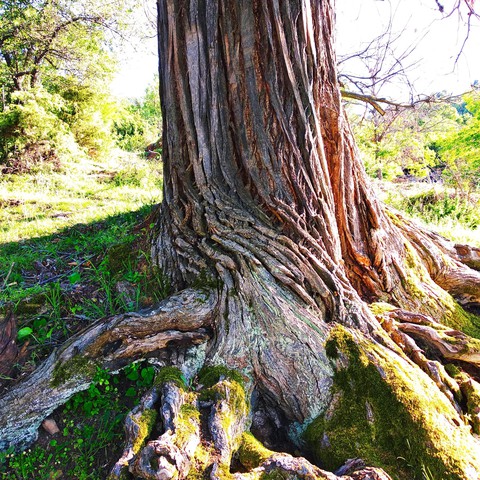 old tree