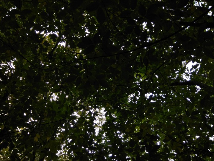 Crowns of trees