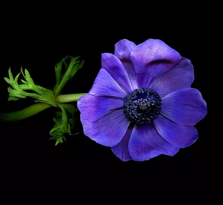anemone