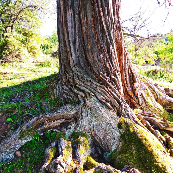 old tree