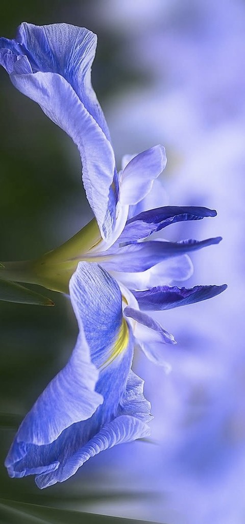 blue, Yellow háttérképek