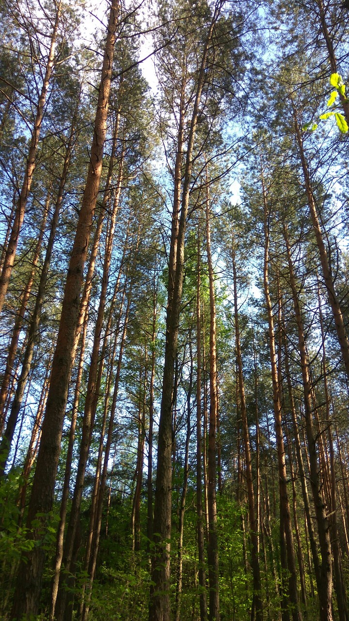 Forest