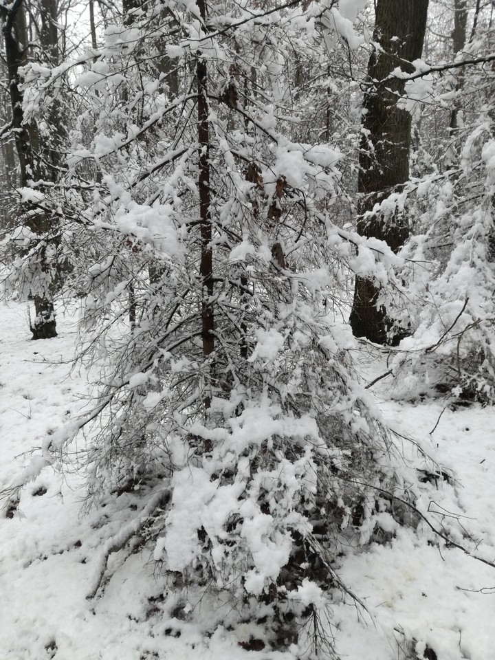 forest