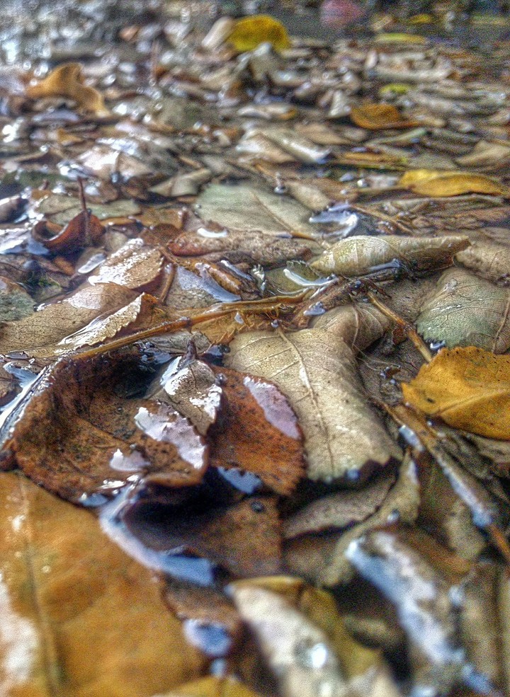 AUTUMN