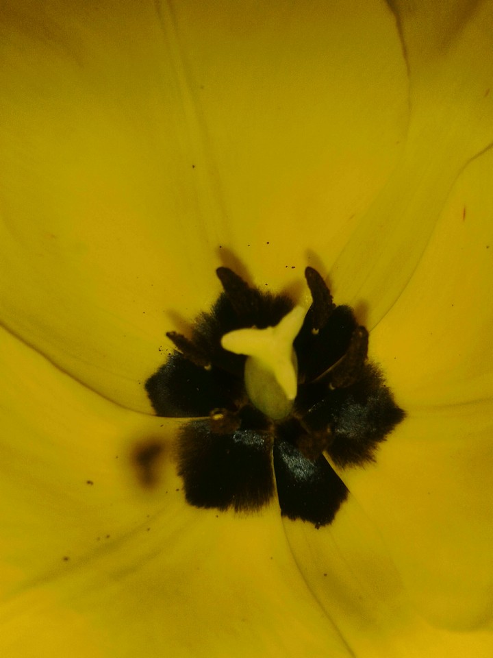 tulip