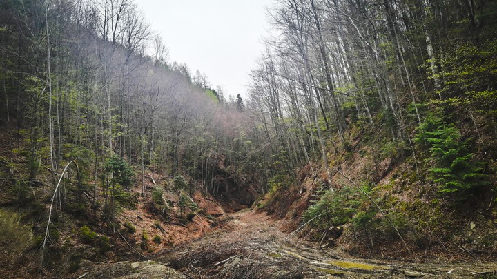 into the wild