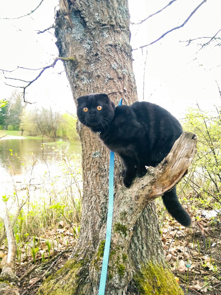 Любимый котик