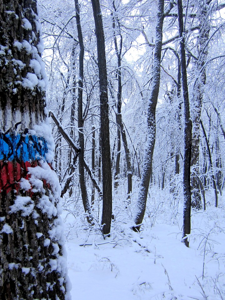 Winter is coming. Winter forest