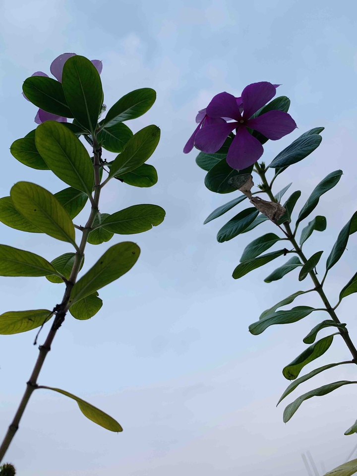 talk of the plants..