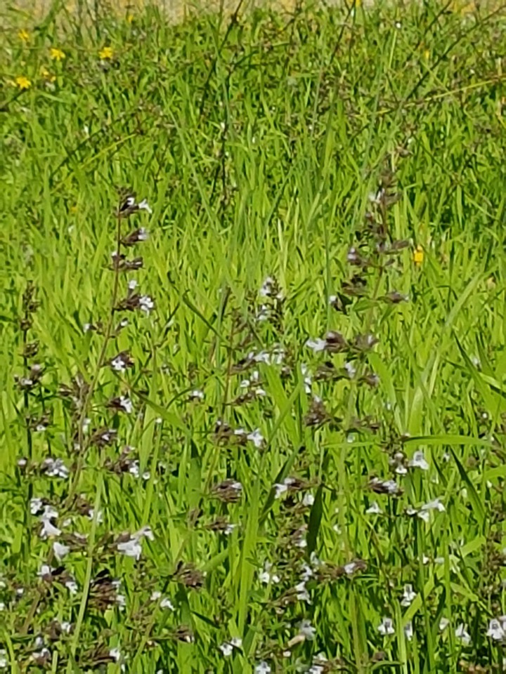 prato