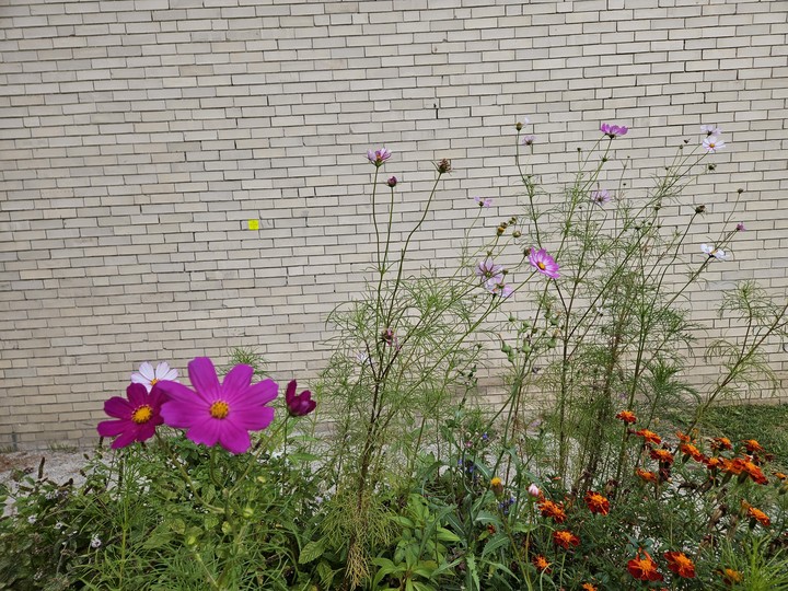 Flower, Petal, Pink