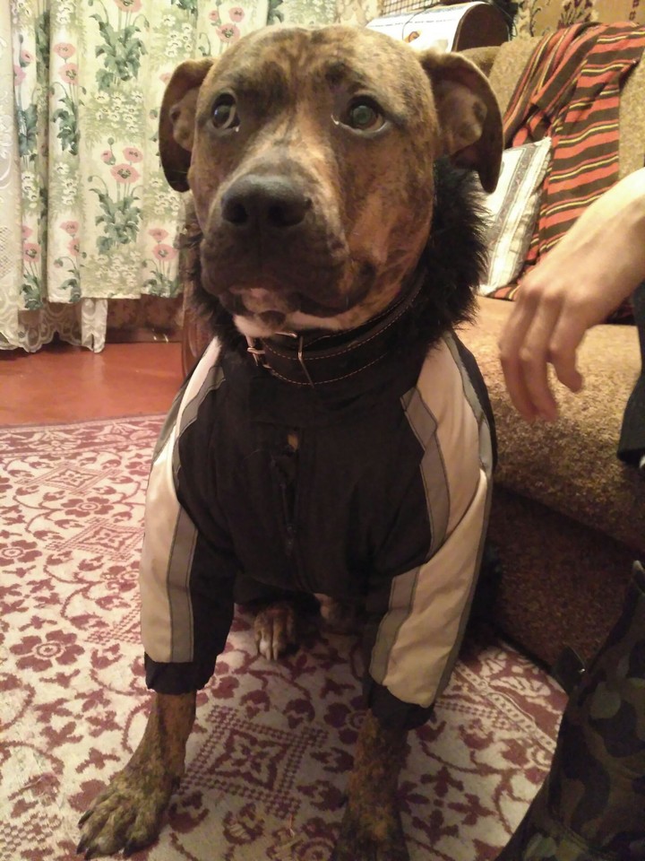 dog