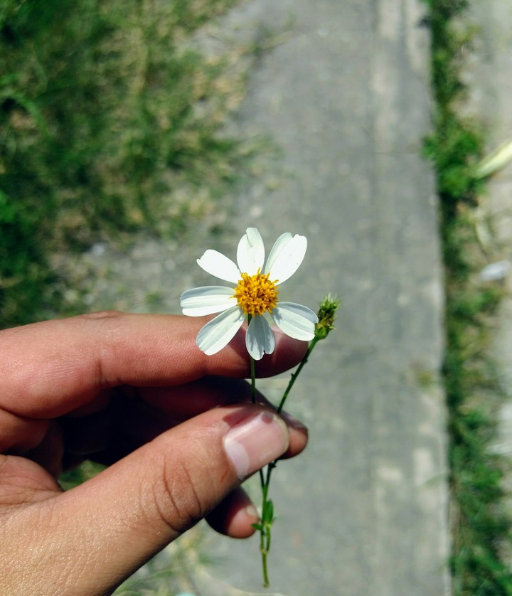 Flower