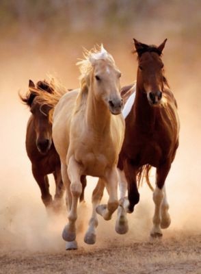 Horses