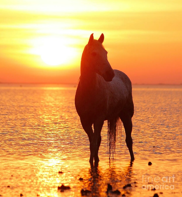 horse