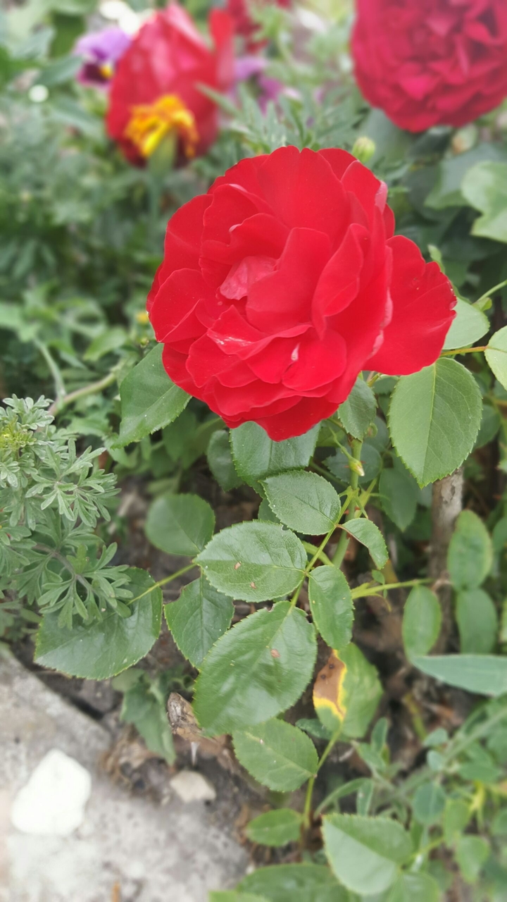 Rose ❤