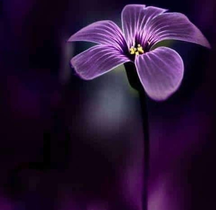 purpel flower
