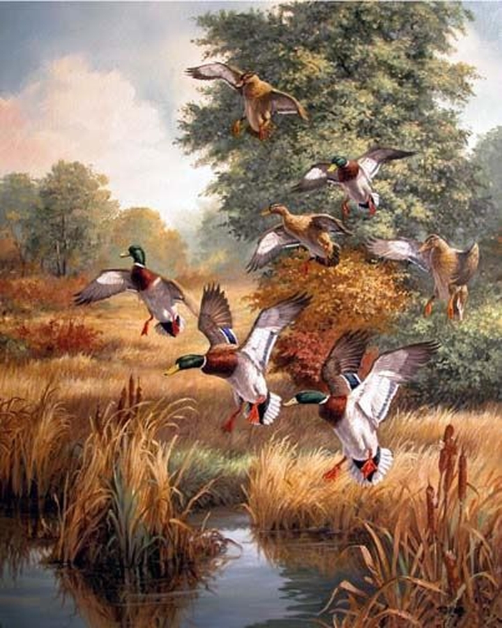 Bird, Vertebrate, Ducks