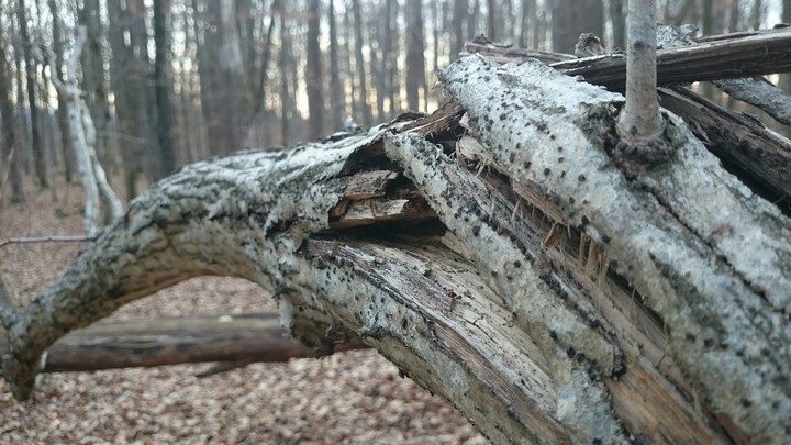 Crushed wood