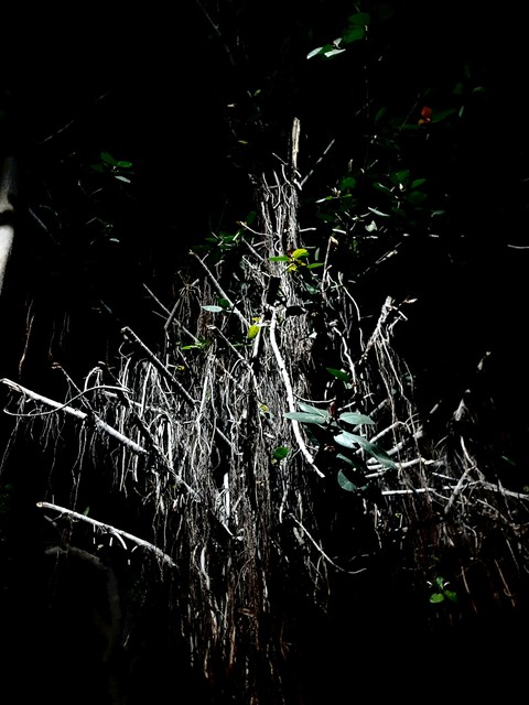 haunted tree