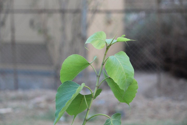 evergreen baby born plant