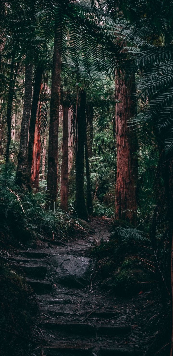 Jungle