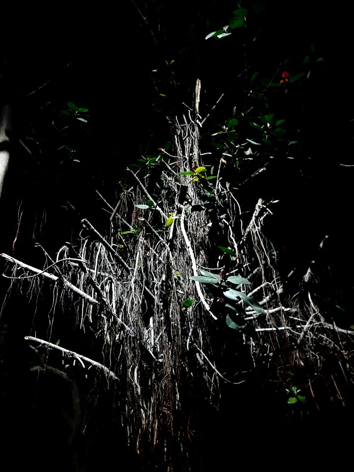 haunted tree