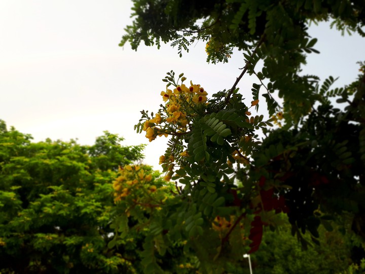 flores