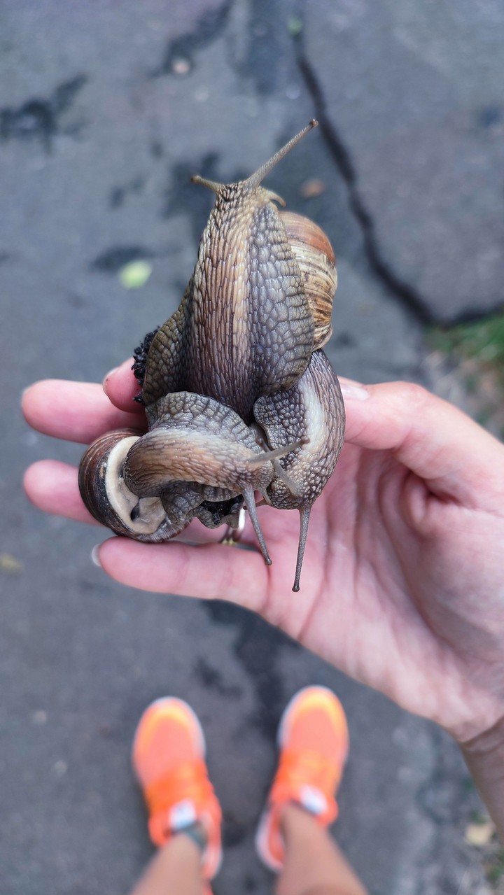snail