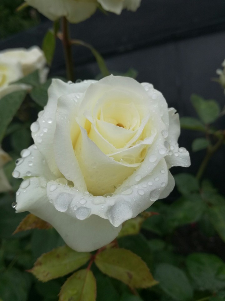 white rose