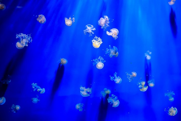Ocean....