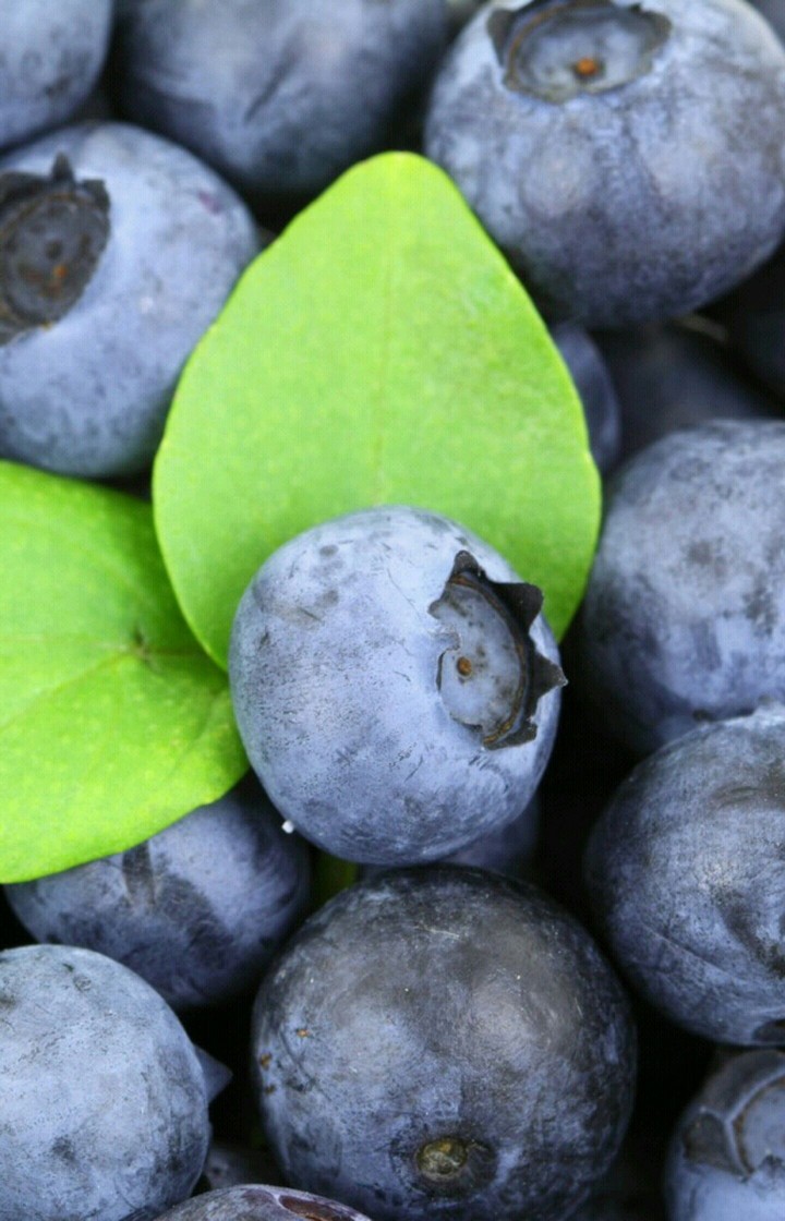 blueeberryys love them :)