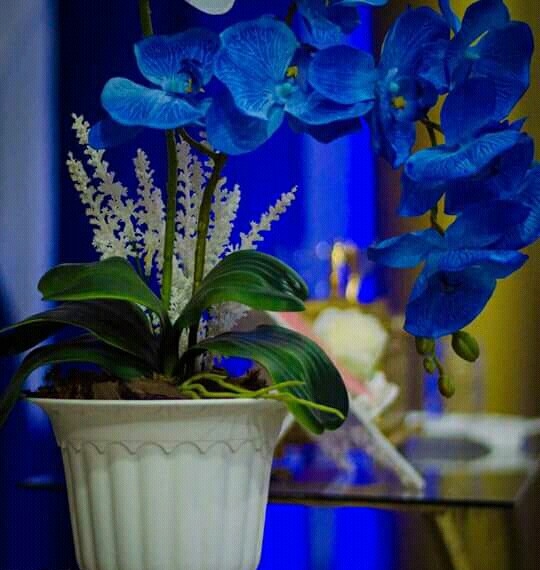 orquídea azul