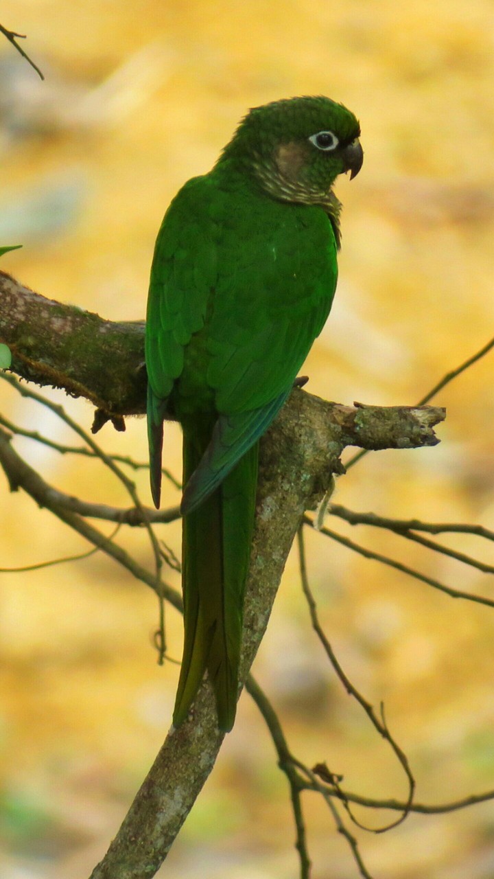 brazilian tiriva