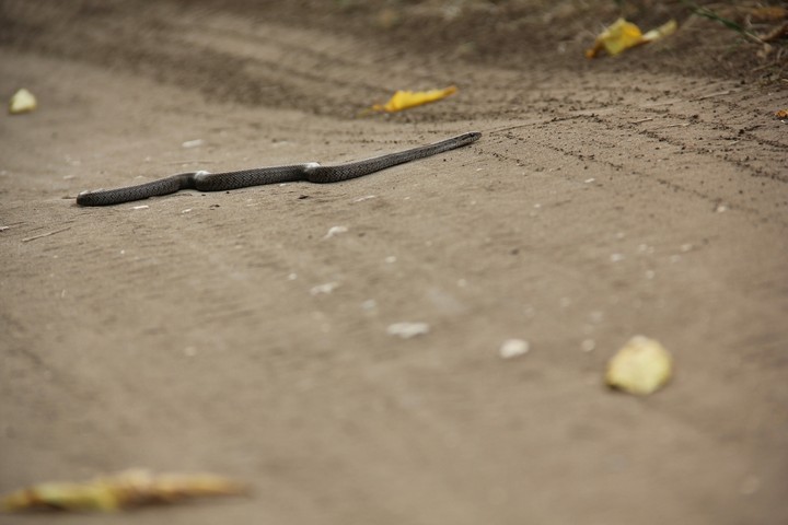 Snake