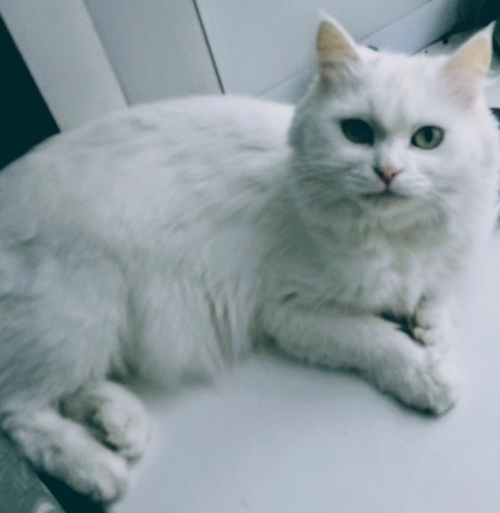 Murka
